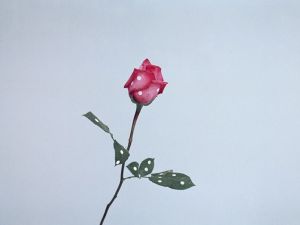 floral14